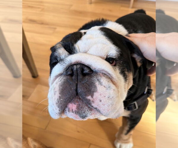 Medium Photo #3 Bulldog Puppy For Sale in Oak Bluffs, MA, USA