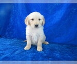 Small Photo #4 English Cream Golden Retriever Puppy For Sale in NORWOOD, MO, USA