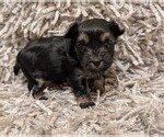 Puppy Espresso Morkie