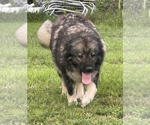 Mother of the Caucasian Shepherd Dog puppies born on 09/02/2022