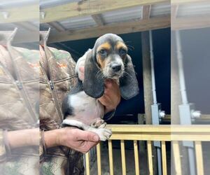 Basset Hound Puppy for sale in CROSS CITY, FL, USA