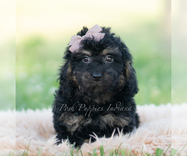 Medium Photo #30 Goldendoodle (Miniature) Puppy For Sale in WARSAW, IN, USA
