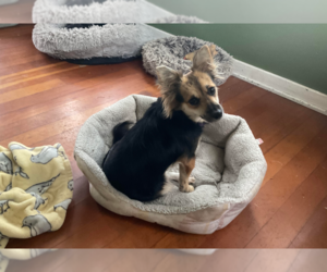 Chion Dogs for adoption in Brooklyn Center, MN, USA