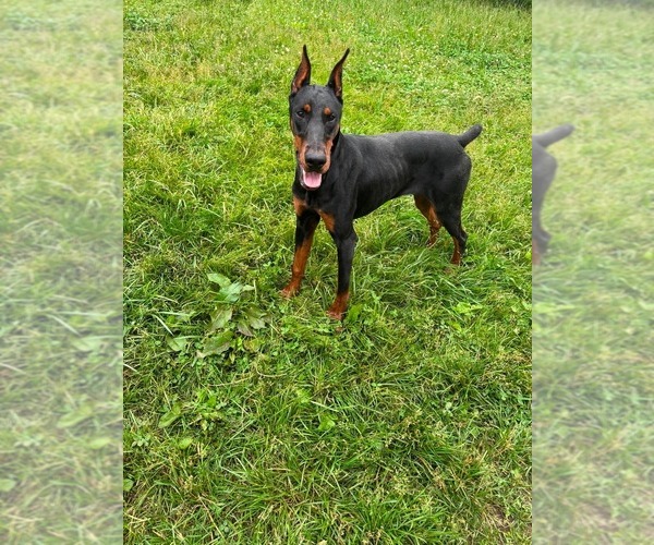 Medium Photo #4 Doberman Pinscher Puppy For Sale in WARSAW, IN, USA