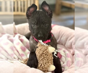 Elle - Female Mutt Dog for Adoption - Photo #18