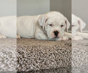 Alapaha Blue Blood Bulldog Dog for Adoption in ROSHARON, Texas USA