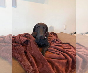 Great Dane Dogs for adoption in Bullard, TX, USA
