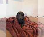 Small Great Dane