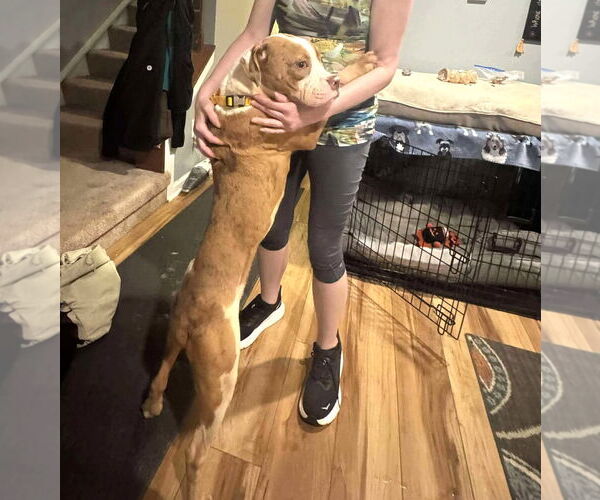 Medium Photo #6 American Pit Bull Terrier Puppy For Sale in Rockville, MD, USA