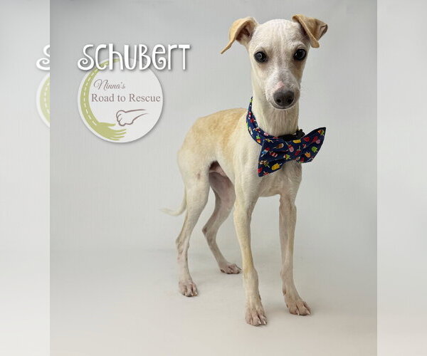 Medium Photo #2 Italian Greyhound Puppy For Sale in Benton, LA, USA