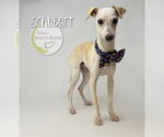 Small #1 Italian Greyhound