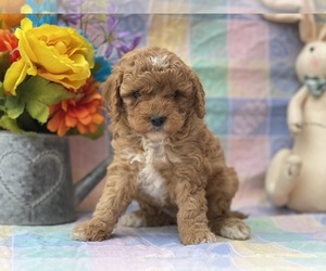 Goldendoodle (Miniature) Puppy for sale in LANCASTER, PA, USA