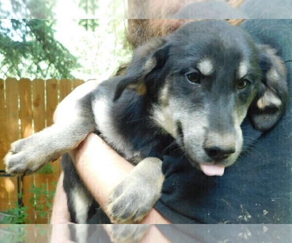 Medium Photo #35 Golden Labrador Puppy For Sale in IDAHO SPRINGS, CO, USA