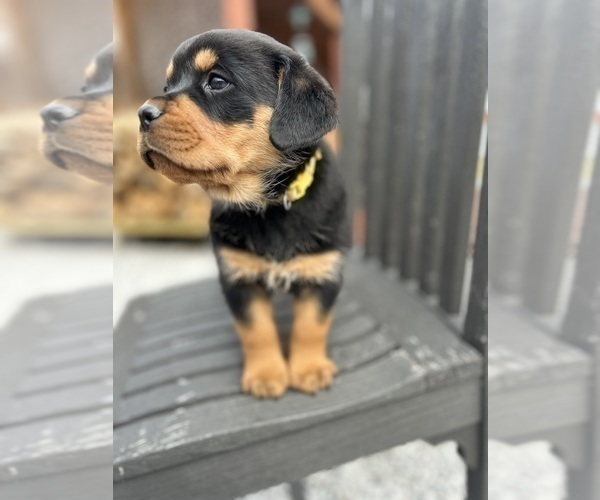 Medium Photo #13 Rottweiler Puppy For Sale in MARION, SC, USA