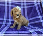 Small #5 Cavapoo (Miniature)