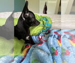 Small #2 Chihuahua Mix