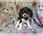 Small #1 Cavalier King Charles Spaniel