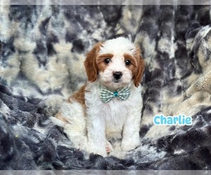 Cavapoo Puppy for sale in CAMPBELLSVILLE, KY, USA