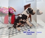 Small Photo #3 Great Dane Puppy For Sale in SHIPSHEWANA, IN, USA