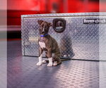 Small #2 American Staffordshire Terrier-Staffordshire Bull Terrier Mix