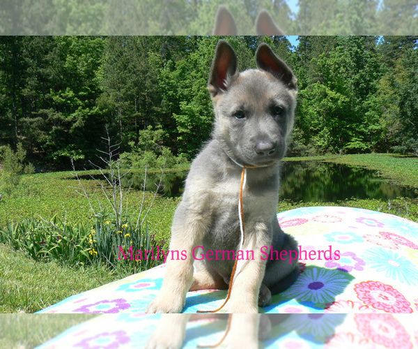 Medium Photo #3 German Shepherd Dog Puppy For Sale in PIEDMONT, MO, USA