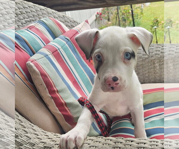 Medium Photo #2 Australian Shepherd-Great Dane Mix Puppy For Sale in Rockaway, NJ, USA