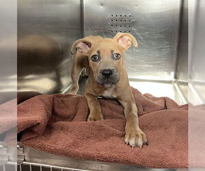 Mutt Dogs for adoption in Rancho Cucamonga, CA, USA