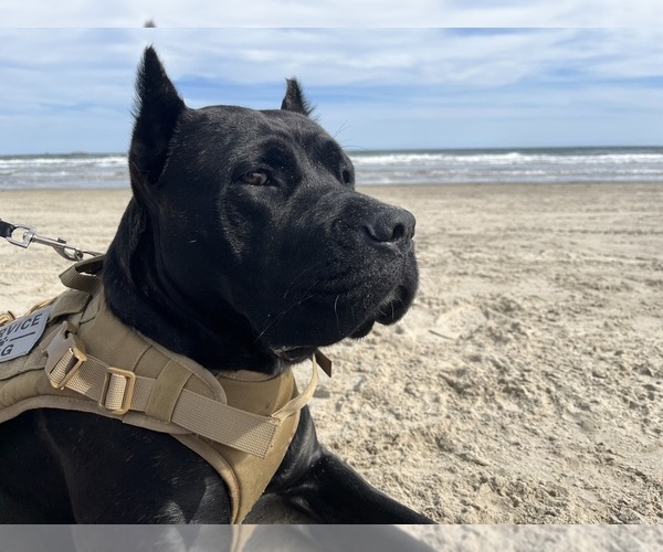Medium Photo #1 Cane Corso Puppy For Sale in GATESVILLE, TX, USA