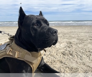 Mother of the Cane Corso puppies born on 09/15/2026