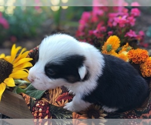 Pembroke Welsh Corgi Puppy for sale in PLUMMER, ID, USA