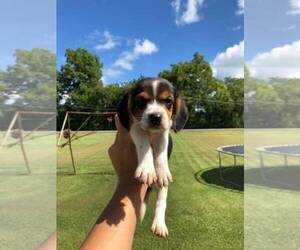 Beagle Puppy for sale in DAYTON, TX, USA