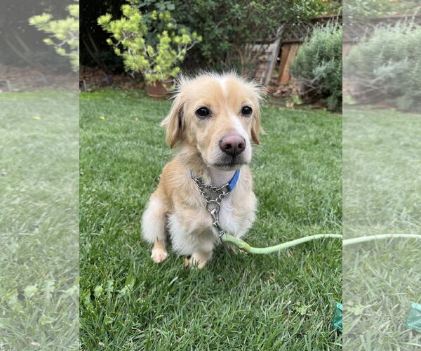 Medium Photo #1 Cocker Spaniel-Dachshund Mix Puppy For Sale in Hesperia, CA, USA