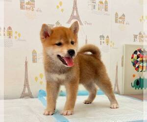 Shiba Inu Puppy for sale in TEMPLE CITY, CA, USA