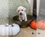 Puppy deep blue Labrador Retriever