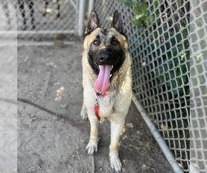 German Shepherd Dog Dogs for adoption in Modesto, CA, USA