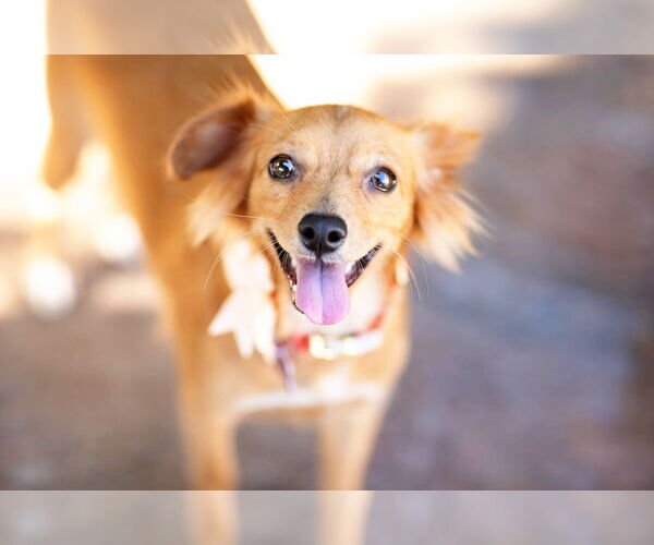 Medium Photo #5 Chiweenie Puppy For Sale in Corona, CA, USA