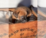 Small Photo #7 Muscle Mastiff Puppy For Sale in RAMONA, CA, USA