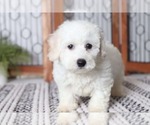Small Photo #2 Bichon Frise Puppy For Sale in NAPLES, FL, USA