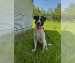 Small #2 Border Collie Mix