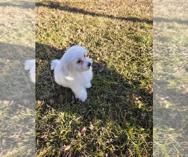 Medium Photo #4 Maltese Puppy For Sale in GRANGEVILLE, ID, USA