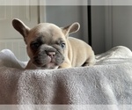 Small Photo #10 French Bulldog Puppy For Sale in WARRENTON, VA, USA