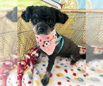 Small #3 Shih Tzu Mix