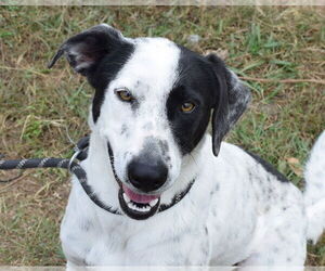 Pointer-Unknown Mix Dogs for adoption in Anniston, AL, USA