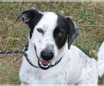 Small Pointer Mix