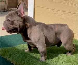 Father of the French Bulldog puppies born on 09/30/2020