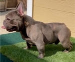 Small Photo #1 French Bulldog Puppy For Sale in GRAHAM, WA, USA