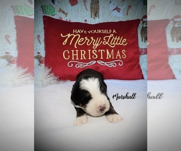 Medium Photo #1 Bernedoodle Puppy For Sale in SIMI VALLEY, CA, USA