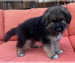Small #5 King Shepherd