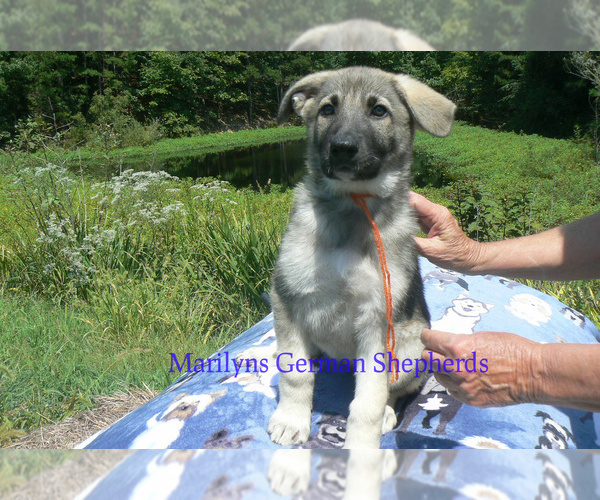 Medium Photo #2 German Shepherd Dog Puppy For Sale in PIEDMONT, MO, USA
