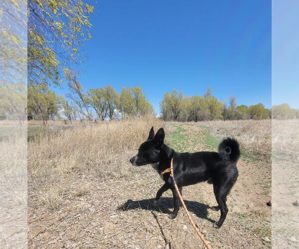 Medium Photo #5 Huskies -Unknown Mix Puppy For Sale in Monte Vista, CO, USA